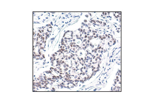 Immunohistochemistry Image 3: Phospho-c-Jun (Ser63) (54B3) Rabbit mAb