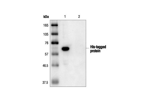 Western Blotting Image 1: His-Tag Antibody
