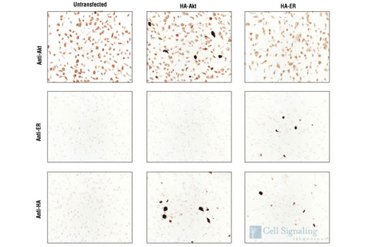 Immunohistochemistry Image 1: HA-Tag (6E2) Mouse mAb