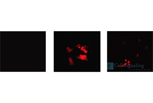 Immunofluorescence Image 1: HA-Tag (6E2) Mouse mAb