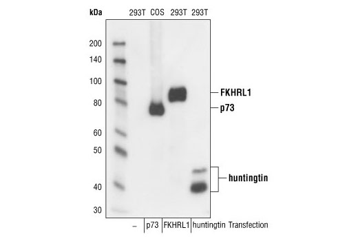 Western Blotting Image 1: DYKDDDDK Tag Antibody (Binds to same epitope as Sigma-Aldrich Anti-FLAG M2 antibody)