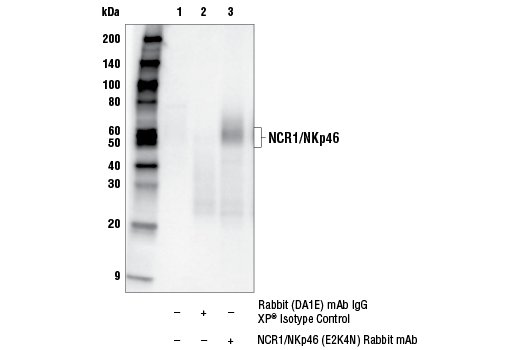 Immunoprecipitation Image 1: NCR1/NKp46 (E2K4N) Rabbit mAb