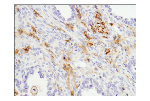 Immunohistochemistry Image 3: CD11b/ITGAM (D6X1N) Rabbit mAb (BSA and Azide Free)