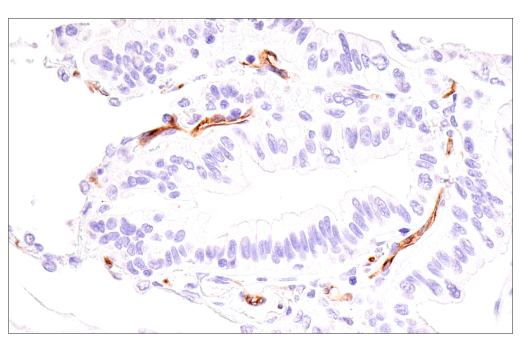 Immunohistochemistry Image 7: IL3RA/CD123 (BR4MS) Mouse mAb
