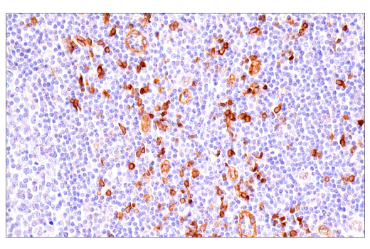 Immunohistochemistry Image 9: IL3RA/CD123 (BR4MS) Mouse mAb