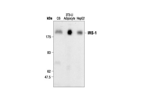 Western Blotting Image 1: IRS-1 Antibody