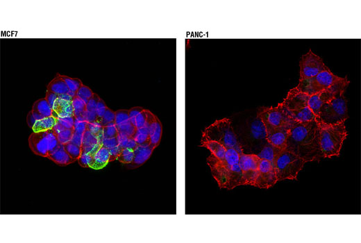 Immunofluorescence Image 1: CEA/CD66e (CB30) Mouse mAb