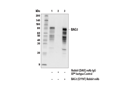 Immunoprecipitation Image 1: BAG3 (E7Y9T) Rabbit mAb