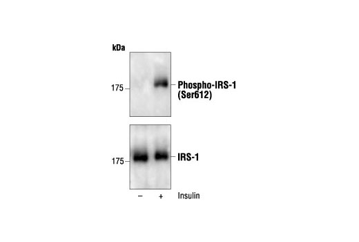 Western Blotting Image 1: Phospho-IRS-1 (Ser612) Antibody