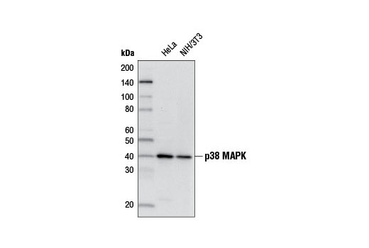Western Blotting Image 1: p38 MAPK (D13E1) XP® Rabbit mAb (Biotinylated)