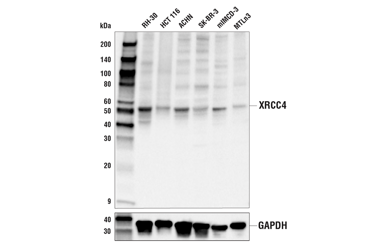 Western Blotting Image 1: XRCC4 Antibody