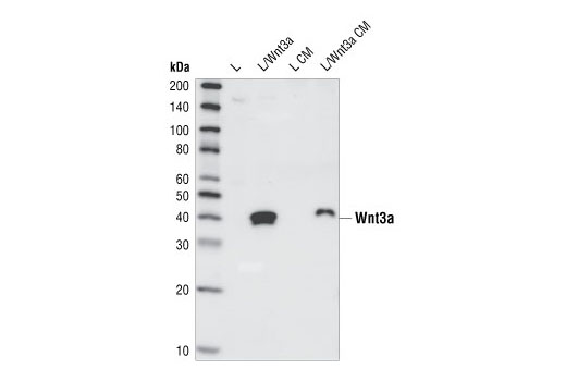 Western Blotting Image 1: Wnt3a Antibody