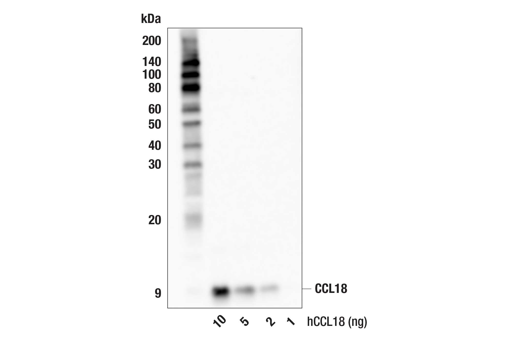 Western Blotting Image 2: CCL18 (F9S6V) Rabbit mAb