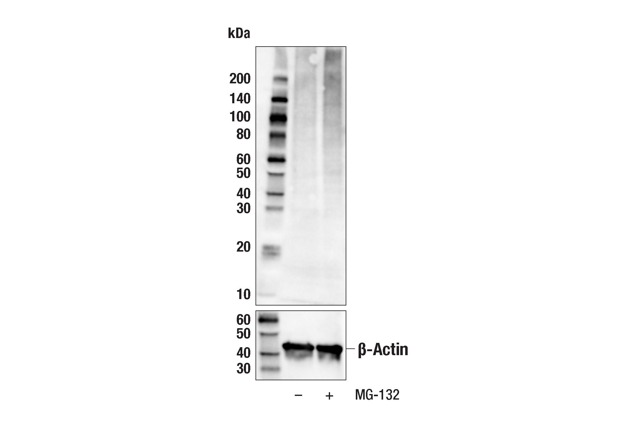 Western Blotting Image 1: Ubiquitin (P4D1) Mouse mAb (Biotinylated)