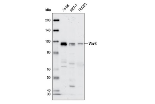  Image 1: Vav Isoform Antibody Sampler Kit