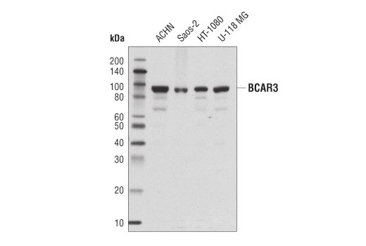 Western Blotting Image 1: BCAR3 Antibody