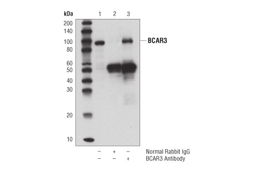 Immunoprecipitation Image 1: BCAR3 Antibody