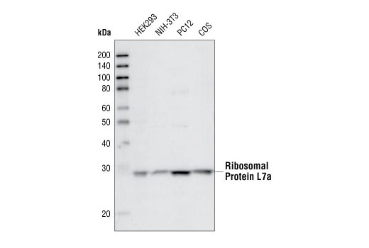 Western Blotting Image 1: Ribosomal Protein L7a (R225) Antibody