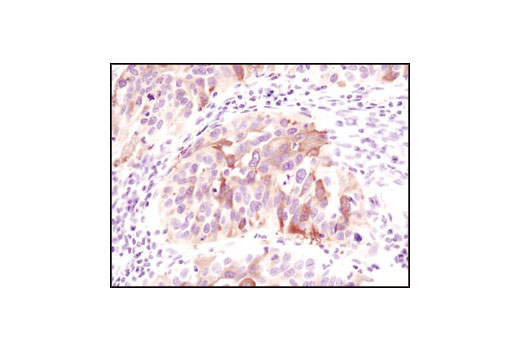 Immunohistochemistry Image 1: Phospho-HSP27 (Ser82) Antibody II
