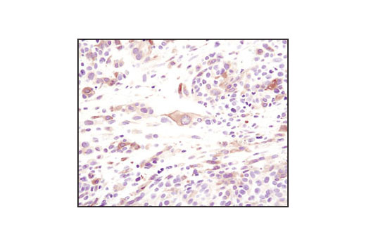 Immunohistochemistry Image 2: Phospho-HSP27 (Ser82) Antibody II