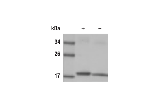  Image 2: Mouse TNF-α Recombinant Protein