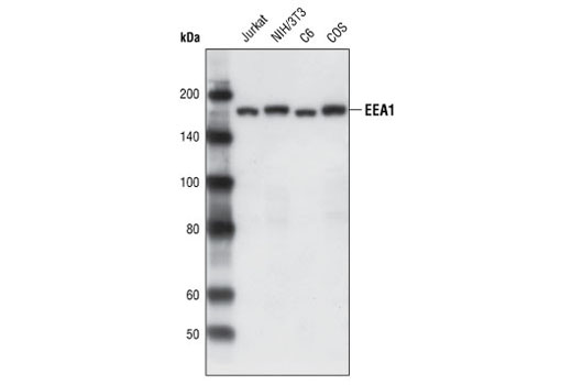 Western Blotting Image 1: EEA1 Antibody