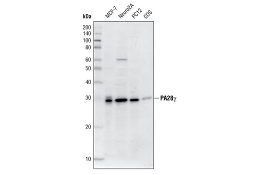 Western Blotting Image 1: PA28γ Antibody