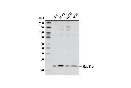 Western Blotting Image 1: Rab11a Antibody