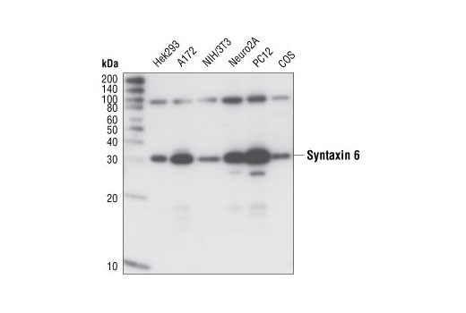 Western Blotting Image 1: Syntaxin 6 Antibody