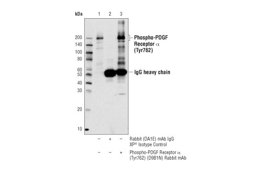 Immunoprecipitation Image 1: Phospho-PDGF Receptor α (Tyr762) (D9B1N) Rabbit mAb