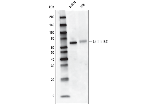 Western Blotting Image 1: Lamin B2 (E1S1Q) Rabbit mAb (HRP Conjugate)
