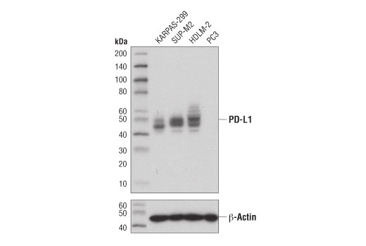 Western Blotting Image 1: PD-L1 (Extracellular Domain Specific) (E1J2J™) Rabbit mAb (BSA and Azide Free)