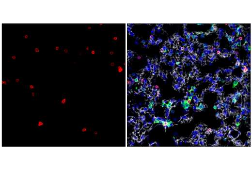 Immunofluorescence Image 3: CD3 (17A2) Rat mAb (APC Conjugate)