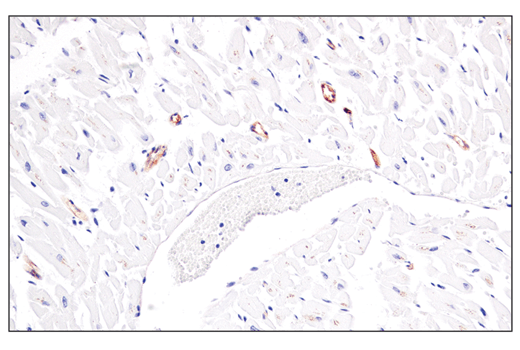 Immunohistochemistry Image 4: Occludin (E6B4R) Rabbit mAb (BSA and Azide Free)