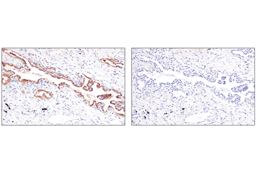 Immunohistochemistry Image 5: Occludin (E6B4R) Rabbit mAb (BSA and Azide Free)