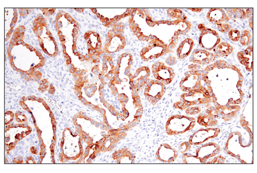 Immunohistochemistry Image 6: Occludin (E6B4R) Rabbit mAb (BSA and Azide Free)