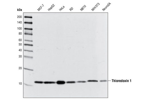  Image 5: Redox Homeostasis and Signaling Antibody Sampler Kit