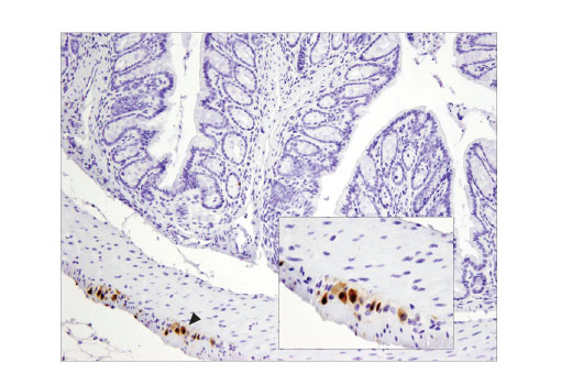  Image 10: Neuronal Marker IF Antibody Sampler Kit II