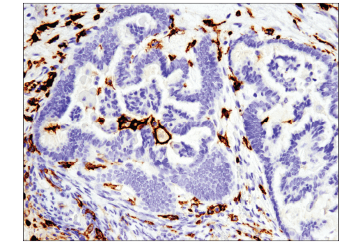 Immunohistochemistry Image 1: CD16 (D1N9L) Rabbit mAb