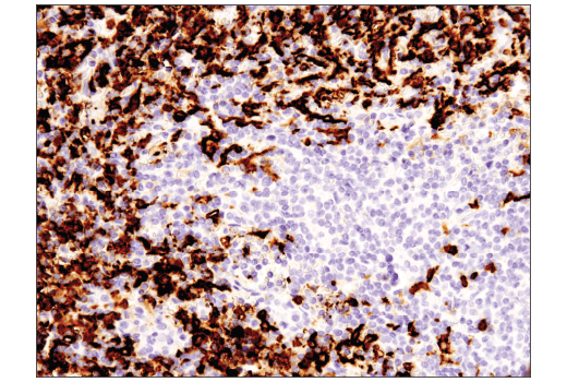 Immunohistochemistry Image 4: CD16 (D1N9L) Rabbit mAb