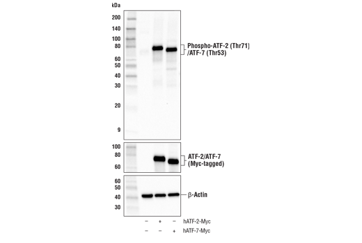 Western Blotting Image 2: Phospho-ATF-2 (Thr71)/ATF-7 (Thr53) Antibody