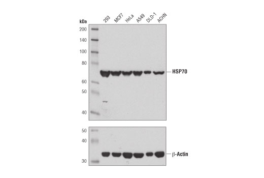 Western Blotting Image 1: HSP70 (D1M6J) Mouse mAb (BSA and Azide Free)