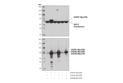 Western Blotting Image 2: HSP70 (D1M6J) Mouse mAb (BSA and Azide Free)