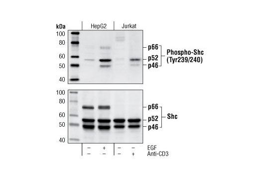 Western Blotting Image 1: Phospho-Shc (Tyr239/240) Antibody
