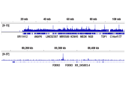 Chromatin Immunoprecipitation Image 2: PPARγ (C26H12) Rabbit mAb
