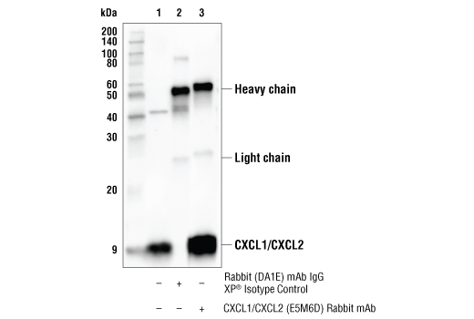 Immunoprecipitation Image 1: CXCL1/CXCL2 (E5M6D) Rabbit mAb