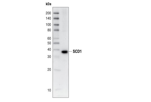 Western Blotting Image 1: SCD1 (M38) Antibody