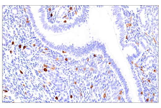 Immunohistochemistry Image 6: NK1.1/CD161 (E6Y9G) Rabbit mAb (BSA and Azide Free)