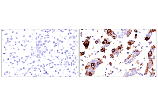 Immunohistochemistry Image 8: NK1.1/CD161 (E6Y9G) Rabbit mAb (BSA and Azide Free)