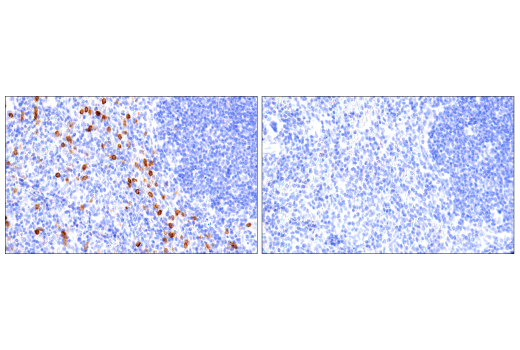 Immunohistochemistry Image 7: NK1.1/CD161 (E6Y9G) Rabbit mAb (BSA and Azide Free)